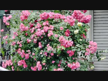 第1回 Nhk 歴史秘話ヒストリア の大嘘 会員動画 社会 政治 時事 動画 ニコニコ動画