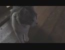 戦う？アルフィノ　＃167