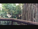 裏の山にめずらしい鳴き声の鳥がいたよ【マオ鳥】