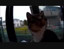 今日のねこねこ