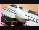 【どうしてもタイヤが気になる！】おもちにスケボー練習させてみた【白文鳥】