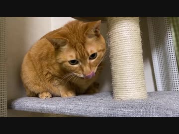 冬眠から目覚めた小さな虎、大好物の馬刺しを食す