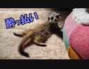 【癒し】酔っぱらってズッコケるミーアキャット