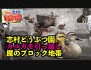 【志村どうぶつ園魔のブロック地帯】カルガモ引っ越しトラブル　魔のブロック地帯超え　I9組