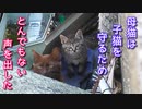 母猫がボス猫を威嚇して撃退『子猫もびっくり』