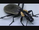 『閲覧注意!!］セスジオオアフリカゴミムシ にジャイアントミルワームを与えてみた。（Anthia burchelli）