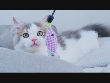 がしゃびょん絶対に離したくないニャン。