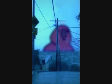 サイレンパロット