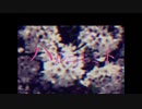 ハルニキミト　歌ってみた　menositakumako