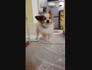 台所が気になるワンコ（パピヨン）3