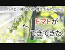 【パパと一緒に】トマト育ててみた part11【トマトできた】