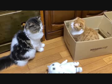 毛玉と短足