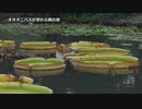 【ニコニ･コモンズ】サンプル映像集 - 02【1080/60p】