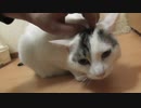 エンジン全開にするつもりが画面外で蓮が水飲み出して集中できずに出力が８０％しか出せなかった