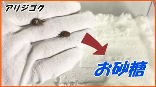 アリジゴクは砂じゃなくて「お砂糖」でも潜るの？？