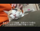 てんかん持ちのオス三毛猫、甘え倒して一周年を迎える