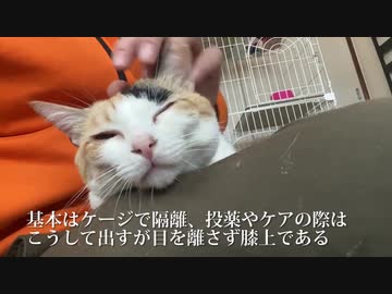 てんかん持ちのオス三毛猫、甘え倒して一周年を迎える
