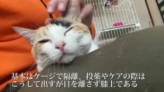 てんかん持ちのオス三毛猫、甘え倒して一周年を迎える