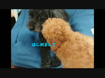 新しい家族 生後2ヶ月のトイプードル赤ちゃんと先住犬あぼ Nicozon