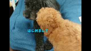 【新しい家族】生後2ヶ月のトイプードル赤ちゃんと先住犬あぼ