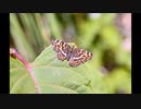 春　昆虫がまだ残っている村