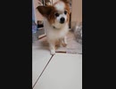 台所の前を行ったり来たりするワンコ（パピヨン）