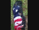 Garbage American Government