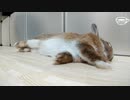 【うさぎ動画】おうちでゴロゴロしているうさぎ【stayhome】