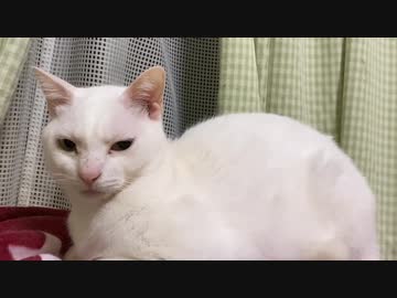 腎不全のウチューネコチャン、人間に噛まれてむっちゃスネる