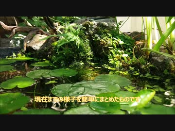 【トロ船】滝のあるビオトープ2020.4~5【メダカ】