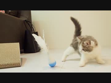 起きあがりこぼしと子猫。