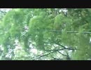 在宅勤務の今月終了　オレとソロ打ち上げ／らじお　ZATSUDANic　NATIVE