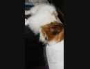 すやすや寝ているワンコ（パピヨン）4