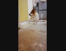 台所の前でくるくる回るワンコ（パピヨン）
