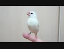 【いずれ腹の中！？】爬虫類飼育者に飼われてしまった文鳥の末路