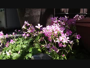 開花のタイムラプス