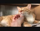 モフモフなお腹をさらけ出す虎猫