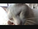 瞳を閉じる白き猫