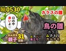 5月30日今日撮り野鳥動画まとめ　カラスの雛！ムクドリ巣立ち、カルガモ親子31日目