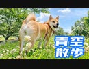 外出自粛解除！のびのびお散歩を楽しむ柴犬ももっぷ