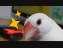 文鳥がどうぶつの森をやらせてくれない。