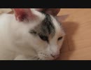 えっランボルギーニ？いやニャンボルギーニですｗ