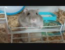 ハムスターにおやつあげると凄い表情になった  When I gave the hamster a snack, it became a great expression #50【ハムスター物語】