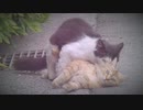ある日の散歩中とかに出会った生き物（ネコのみ短め）