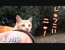 いじめっ子、天敵現る ４【野良猫の保護まであと55日】