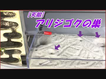 10000匹のアリが「アリジゴク」の大量に潜む砂地に侵入したら・・・！