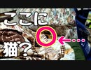 こたつで遊ぶねこ兄弟