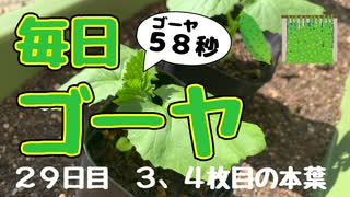 【毎日ゴーヤ】毎日５８秒でゴーヤの成長をみる動画（２９日目）