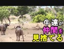 【牛達の裏切り】仲間がライオンに襲われているのを助けようか迷った挙句、助けず放っておくことを決めたバッファロー達、情けないね（俺の動物観察）[俺のシリーズ]