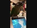 ウロコインコがPhantom Joke踊ってみた。